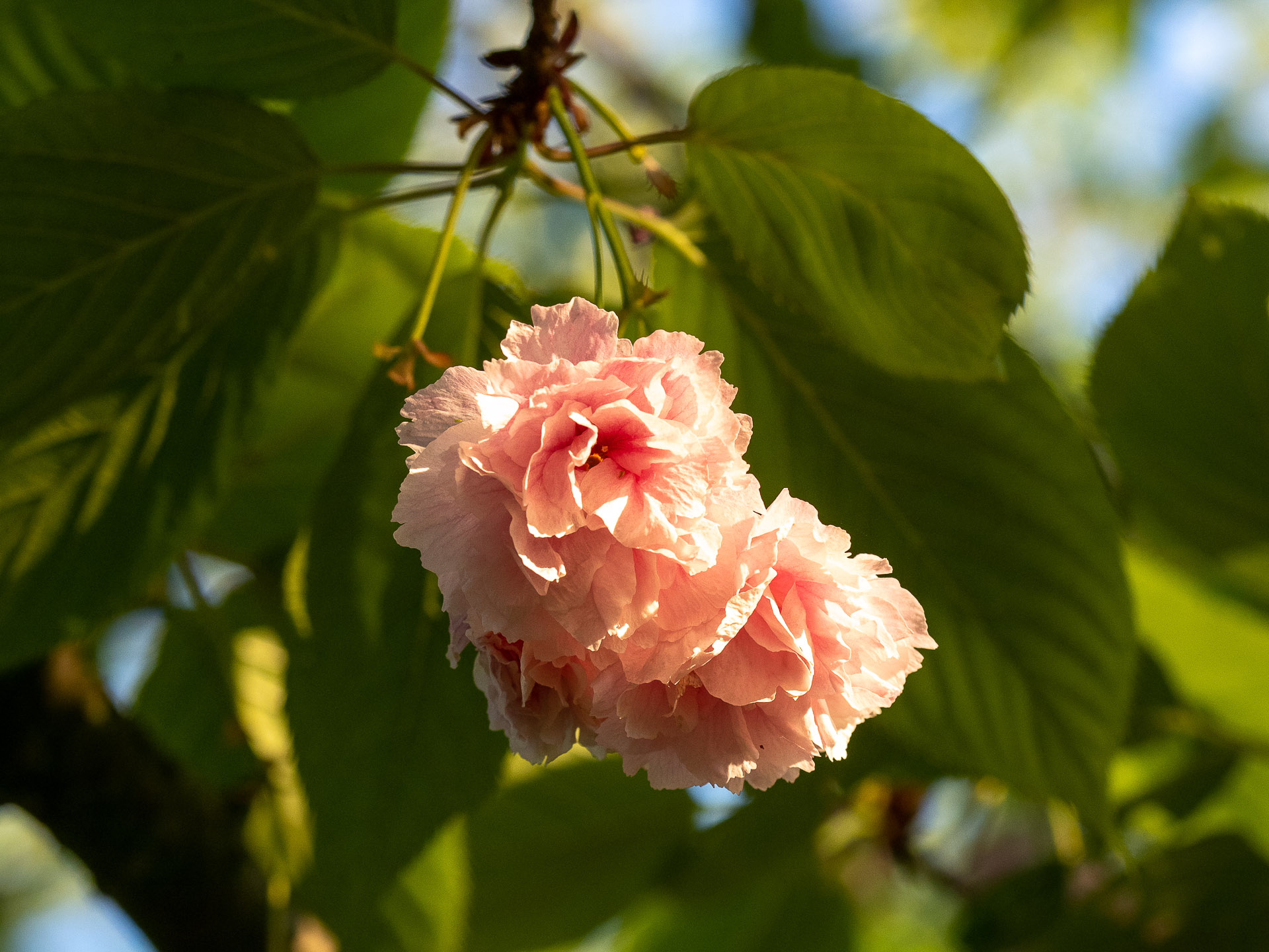 Prunus_serrulata_Shiro-fugen_CLöhne.jpg