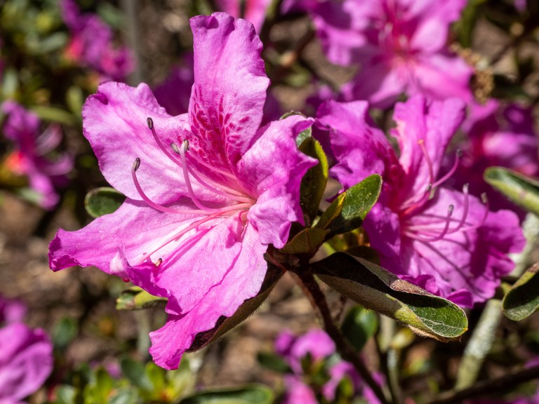 Rhododendron_Beethoven_40532_C.Löhne.jpg