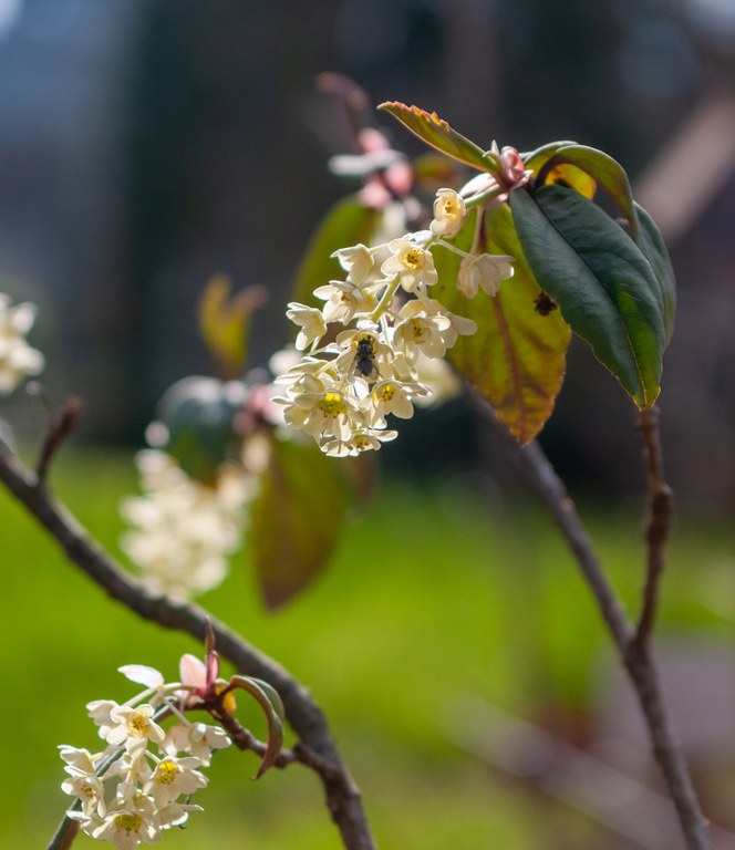 Ribes_laurifolium_T.Böhnert.jpg