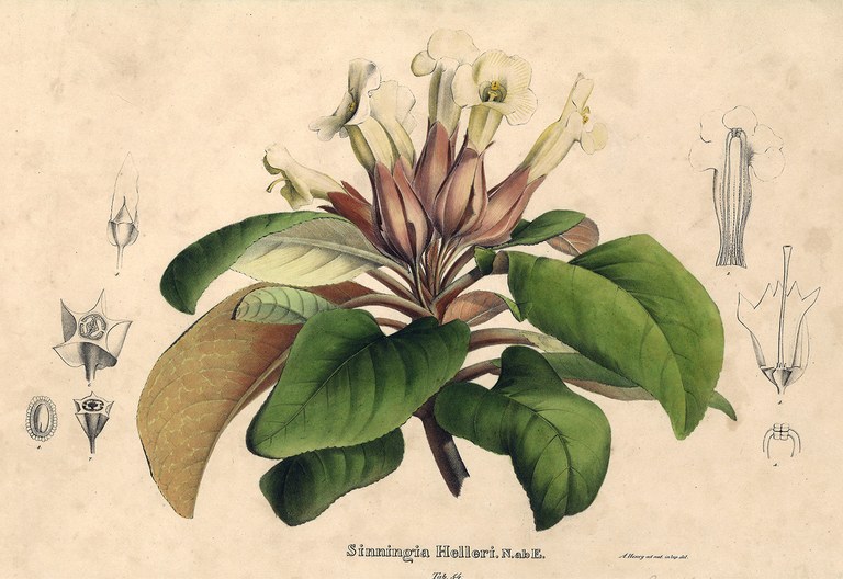 Sinningia helleri