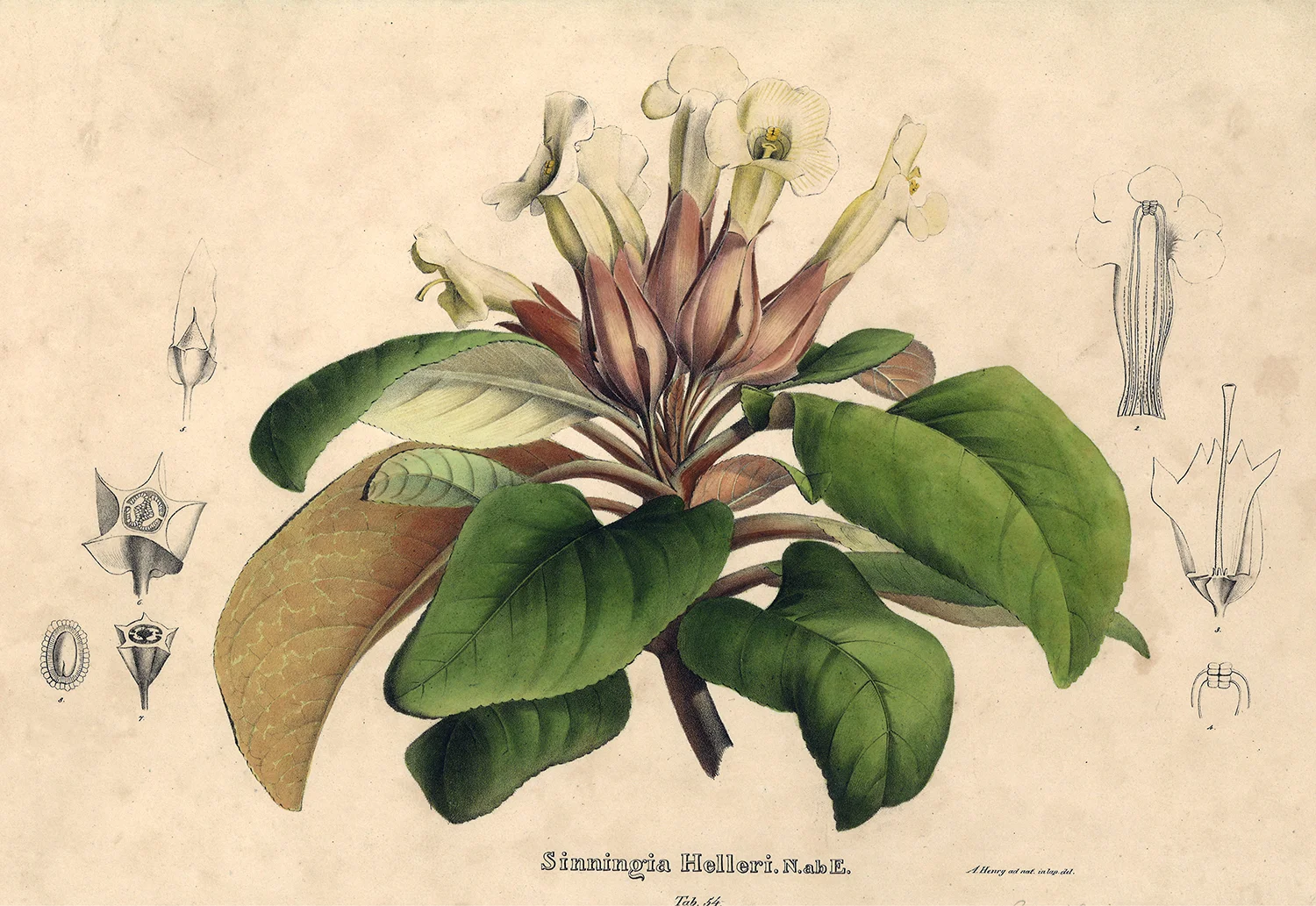 Sinningia helleri