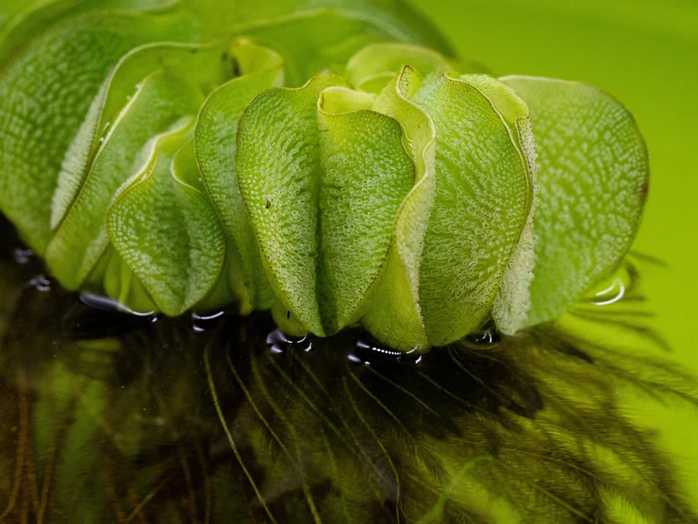 Salvinia_molesta_14459_C.Löhne.jpg