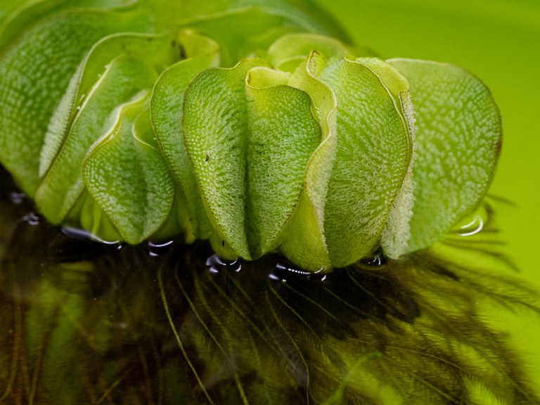 Salvinia_molesta_14459_C.Löhne.jpg