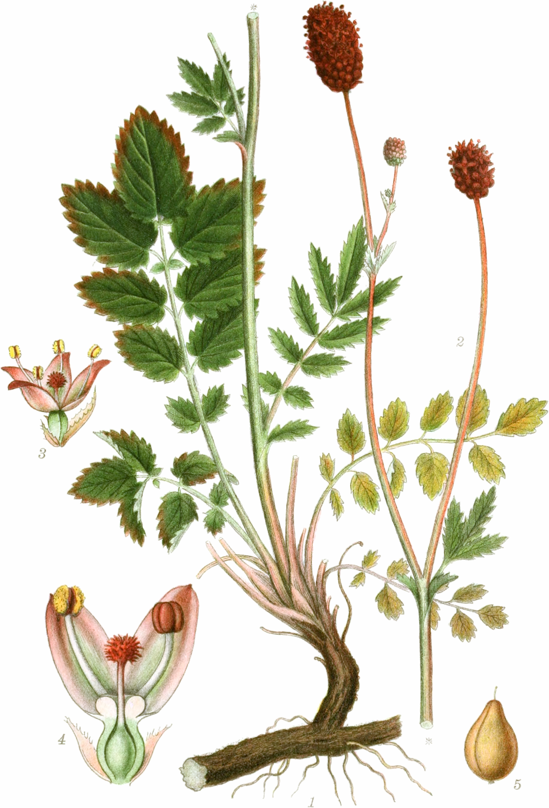 Sanguisorba_officinalis.jpg
