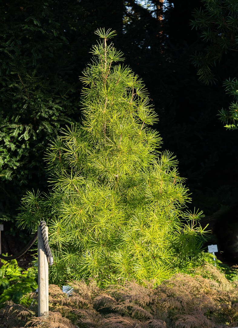 Sciadopitys verticillata 35825 C.Löhne 30.12.2019 Sciadopityaceae (1).jpg