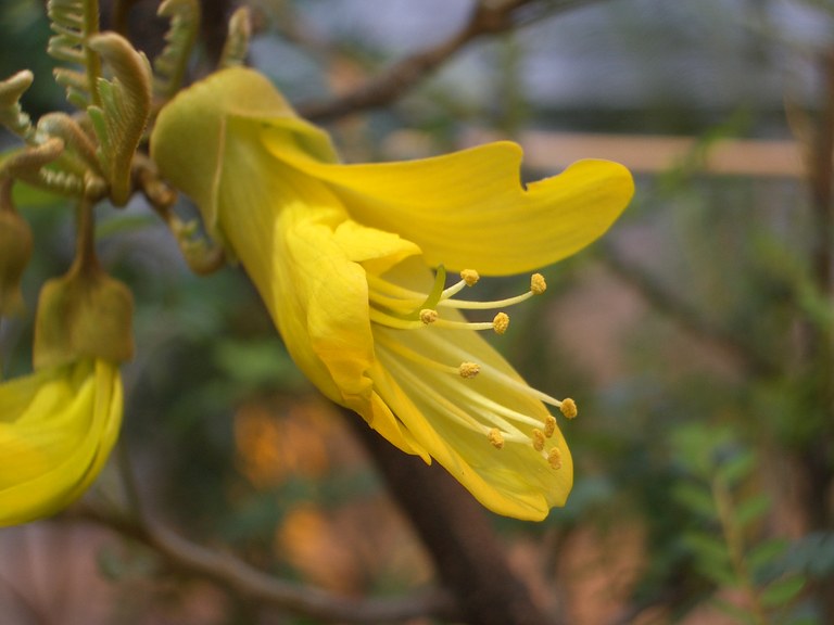Sophora_toromiro_C.Löhne.JPG