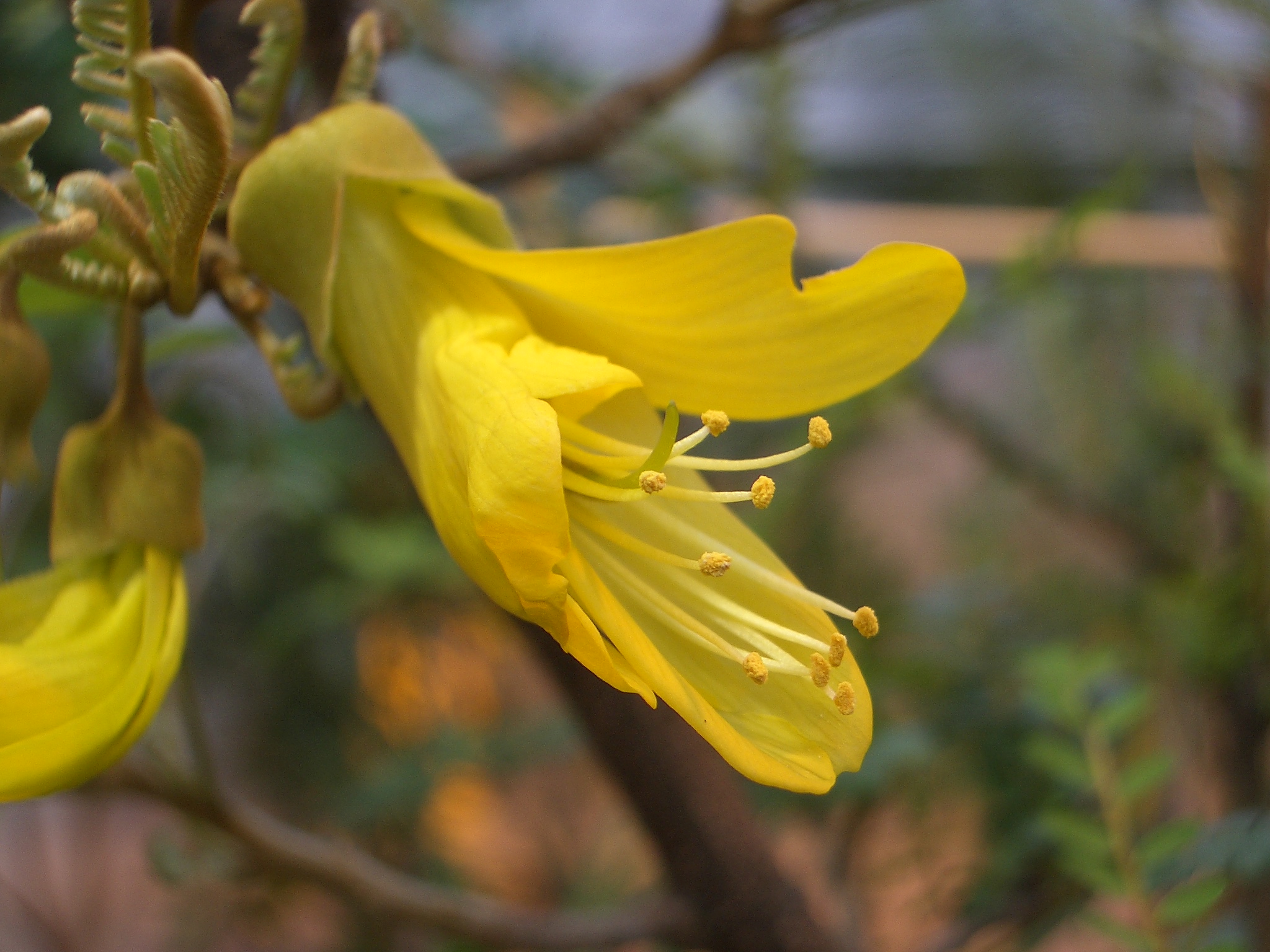 Sophora_toromiro_C.Löhne.JPG