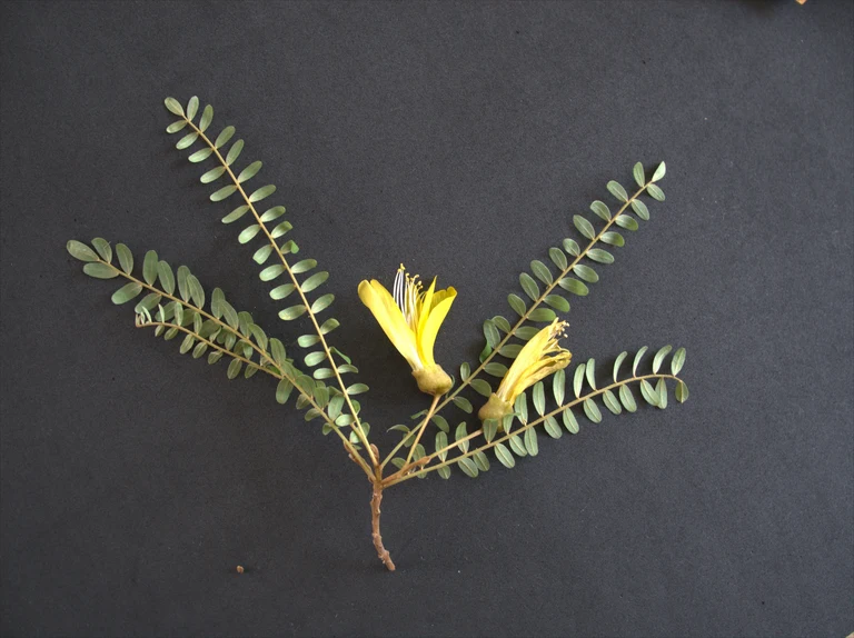 Sophora_toromiro_C.Löhne.jpg