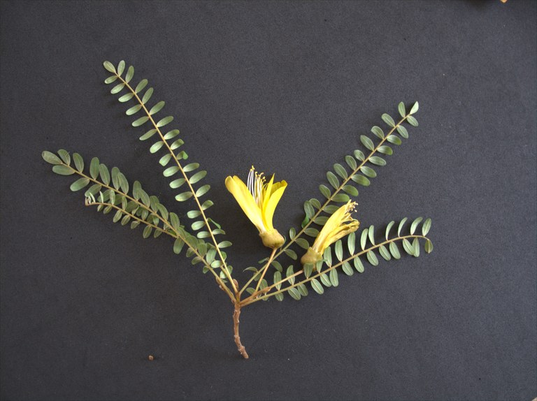 Sophora_toromiro_C.Löhne.jpg