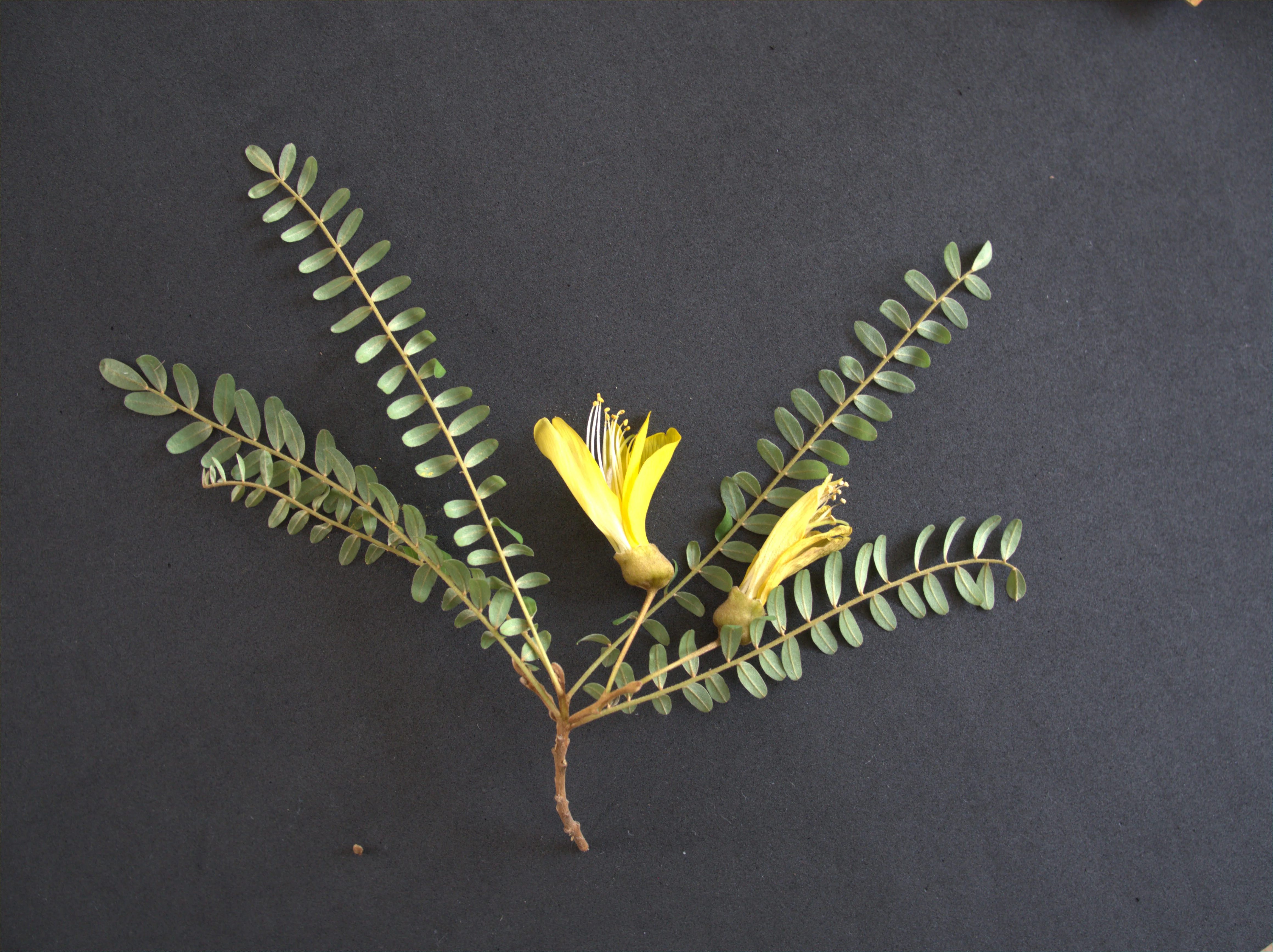Sophora_toromiro_C.Löhne.jpg