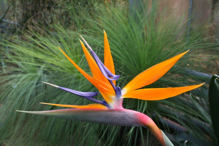 Strelitzia_reginae_2502_W.Lobin.jpg