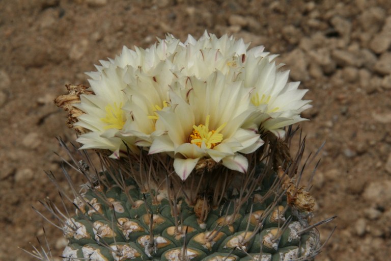 Strombocactus disciformis 26615 WL 27.4.2009 (1).jpg