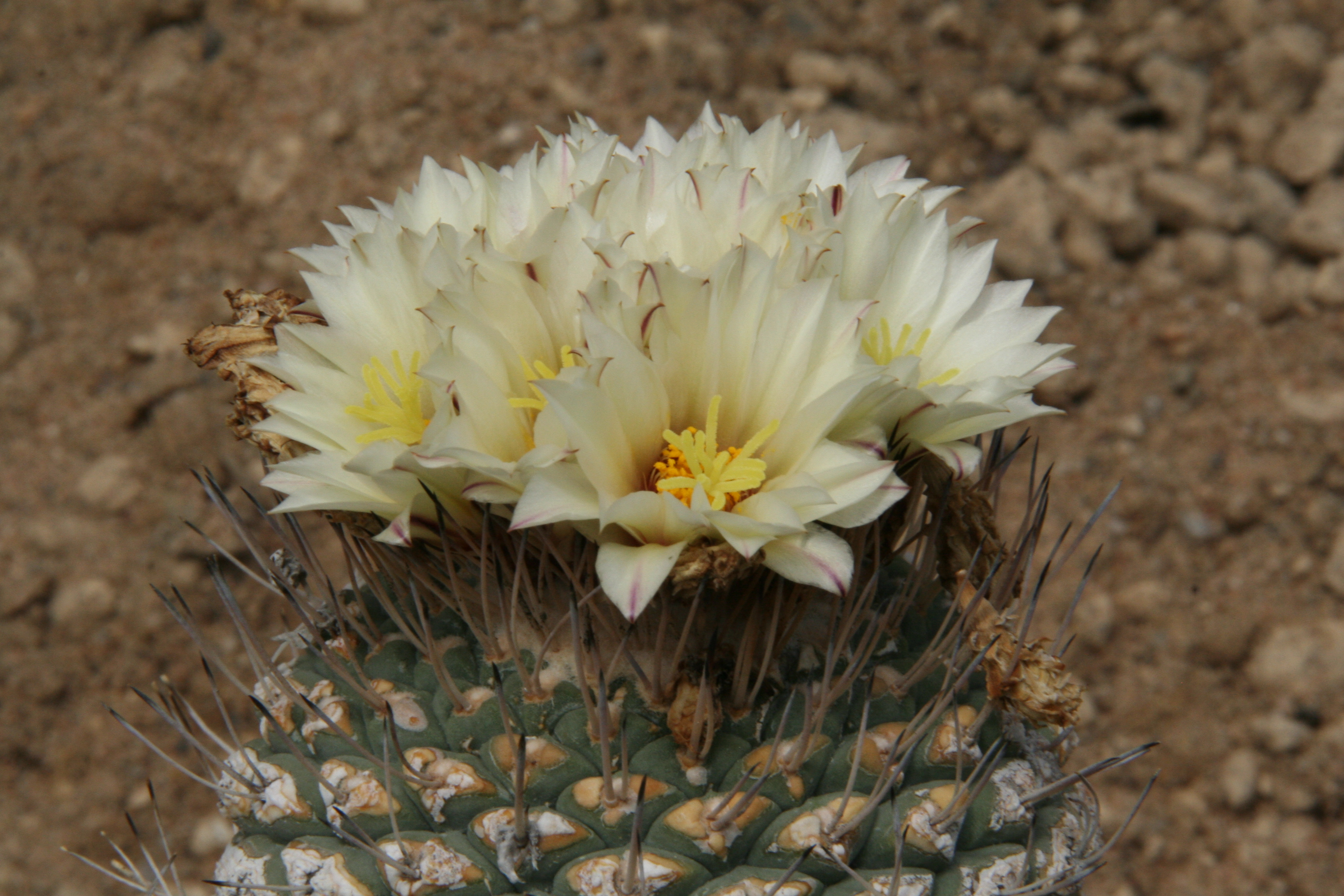 Strombocactus disciformis 26615 WL 27.4.2009 (1).jpg