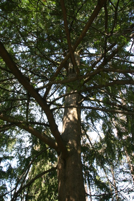 Torreya_californica_12255_W.Lobin.jpg