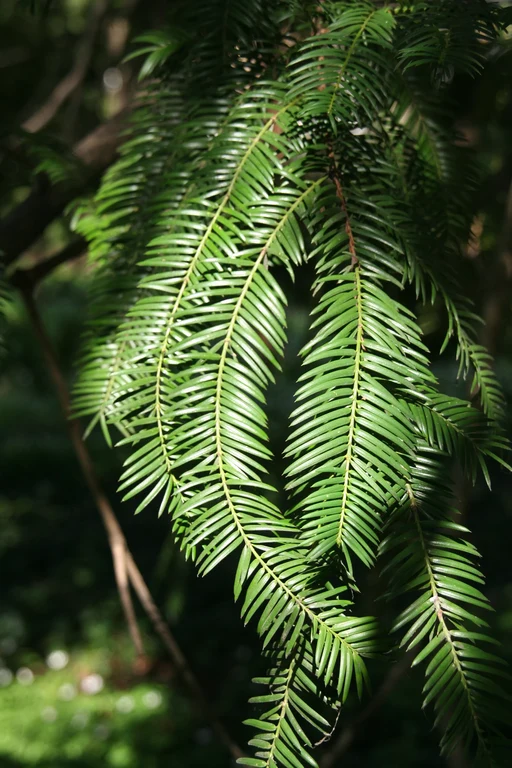 Torreya_californica_12255_W.Lobin_Bild_2.jpg