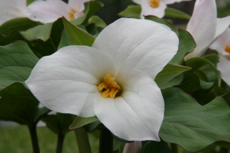 Trillium_grandiflorum_2934_W.Lobin.jpg