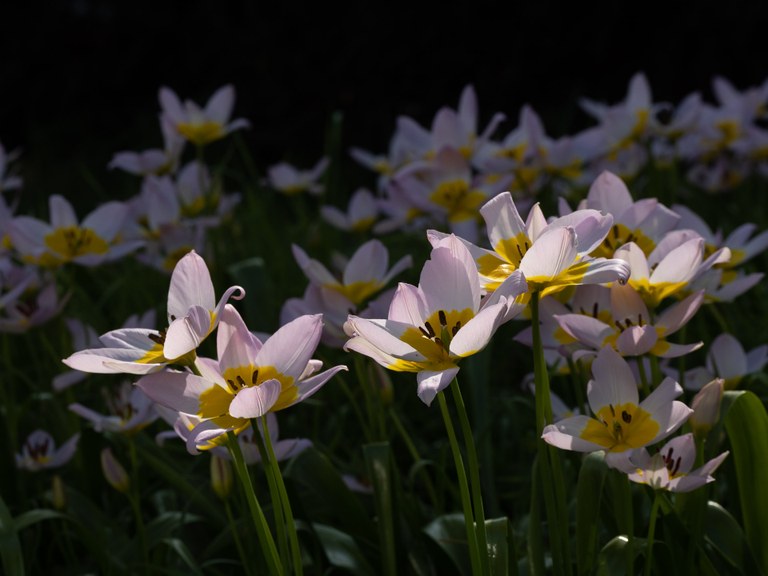 Tulipa_saxatilis_40928_C.Löhne.jpg