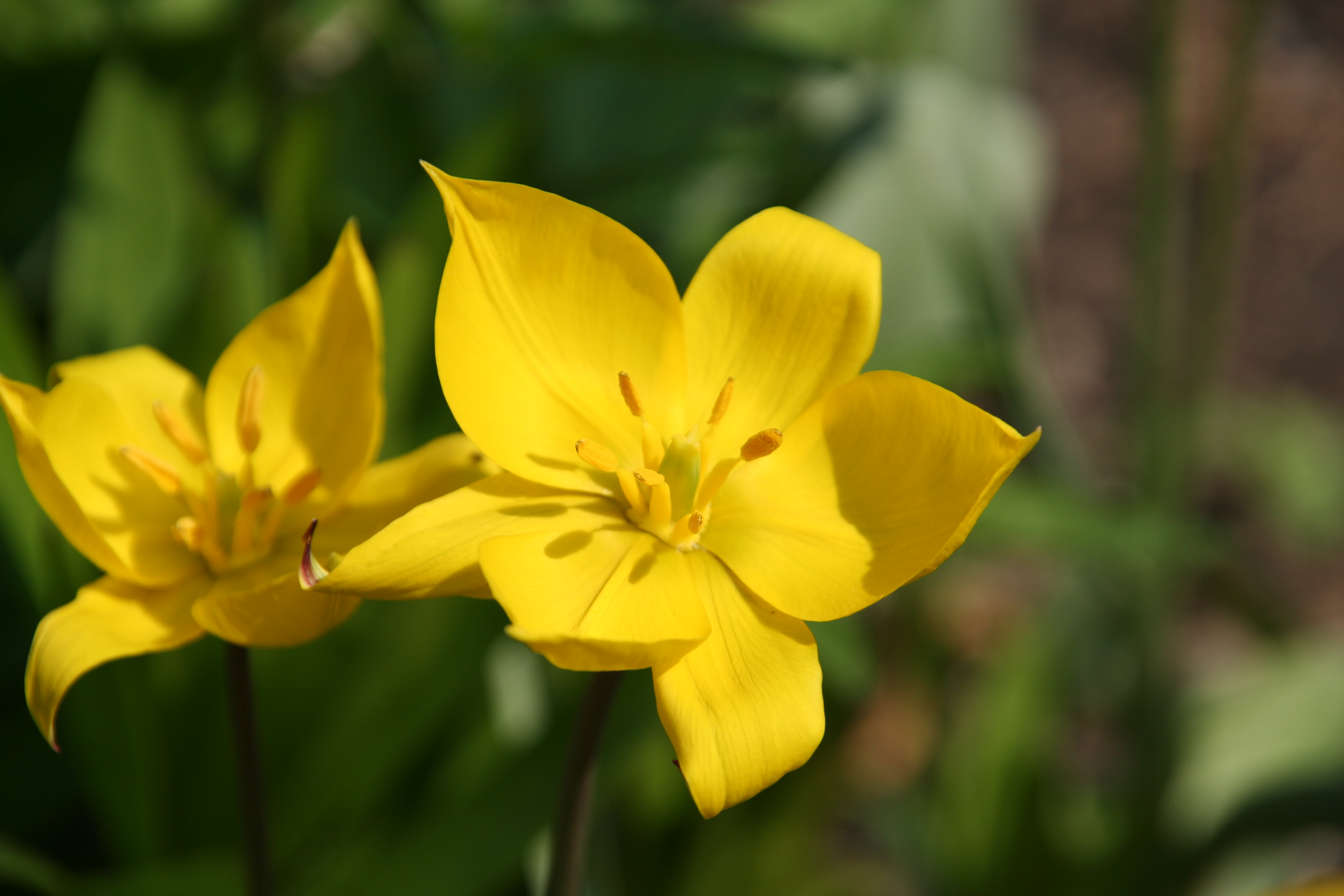 Tulipa_sylvestris_2879_W.Lobin.jpg