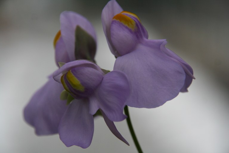 Utricularia_reniformis_x_nelumbifolia_31048_W.Lobin.jpg