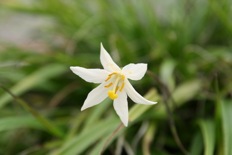 Vellozia_andina_982_W.Lobin.jpg