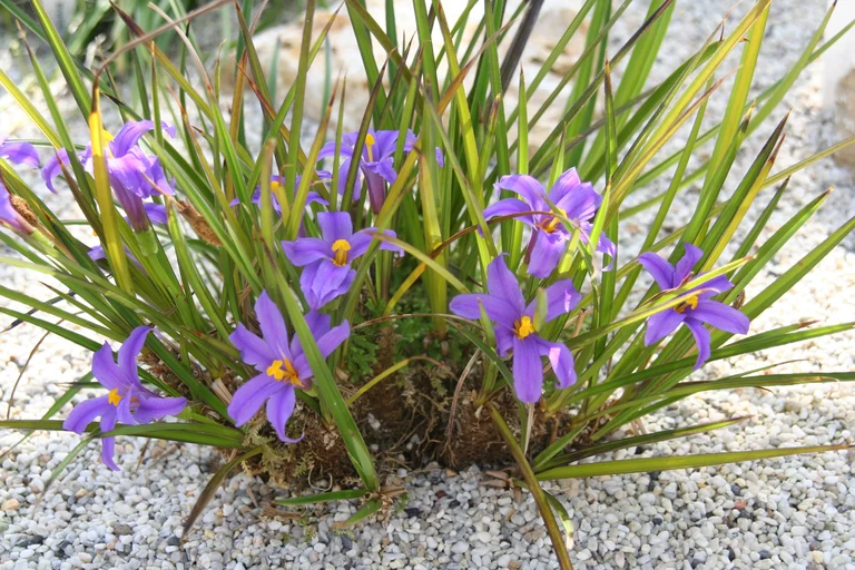 Vellozia_crassicaulis_9643_W.Lobin.jpg