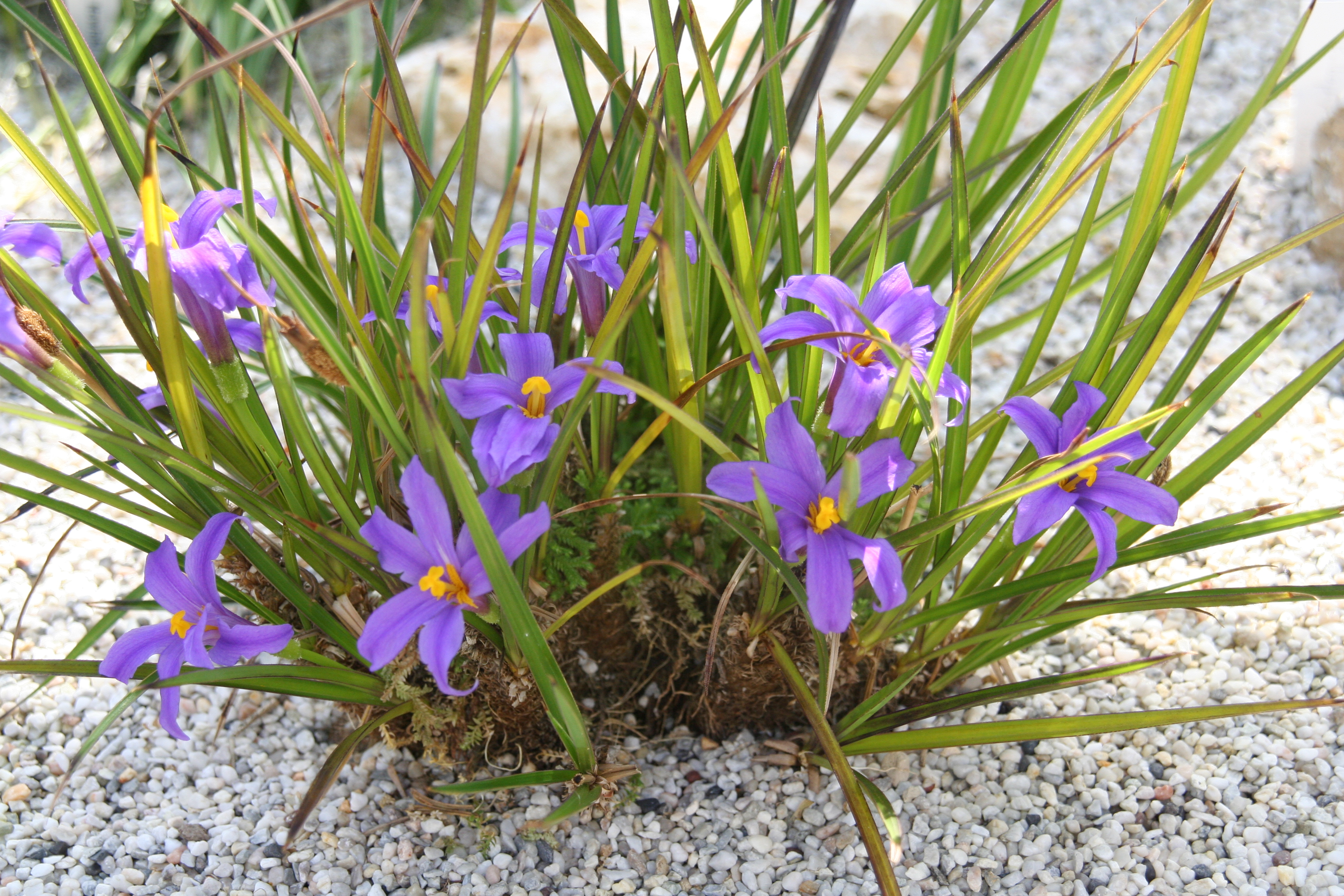 Vellozia_crassicaulis_9643_W.Lobin.jpg