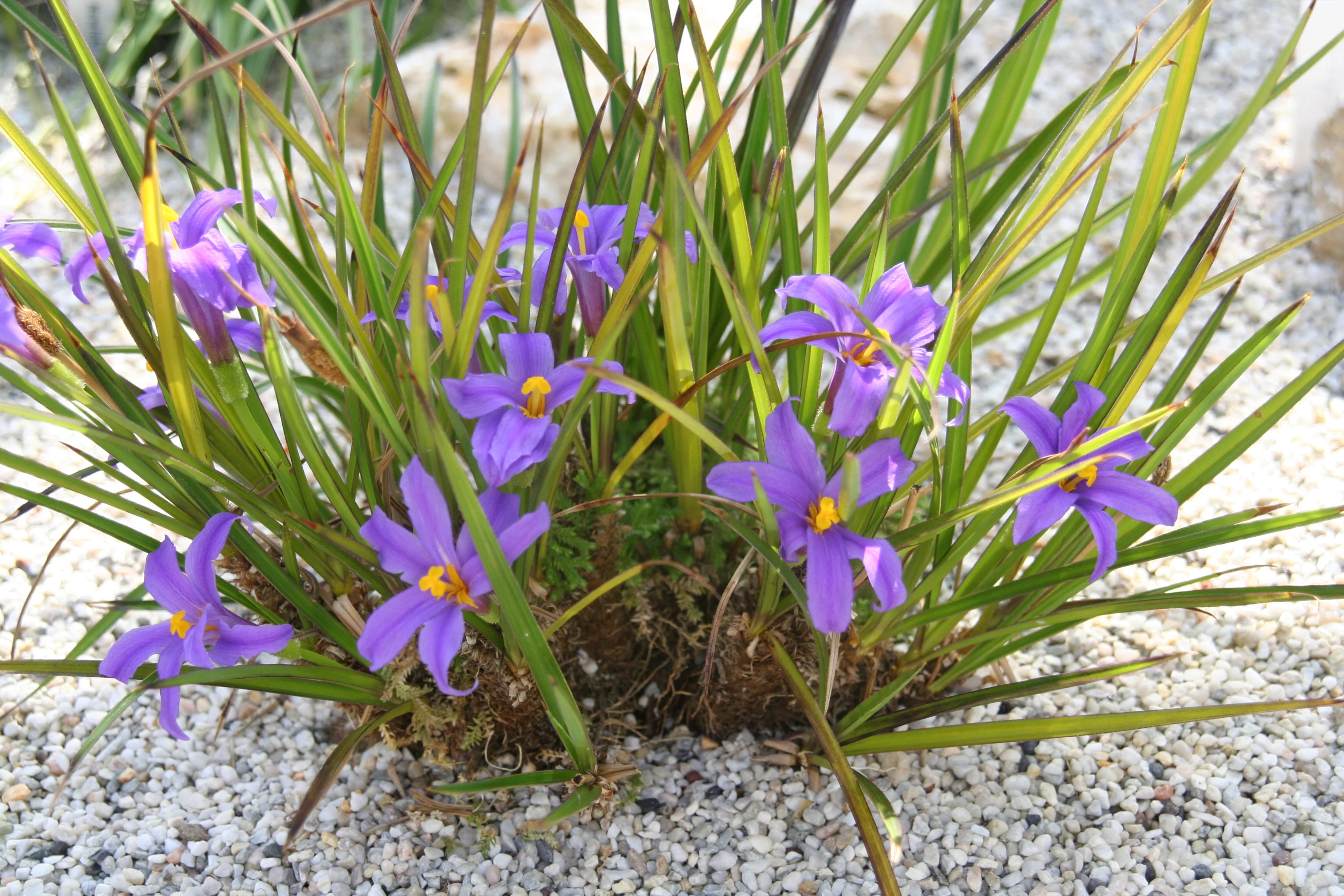 Vellozia_crassicaulis_9643_W.Lobin.jpg