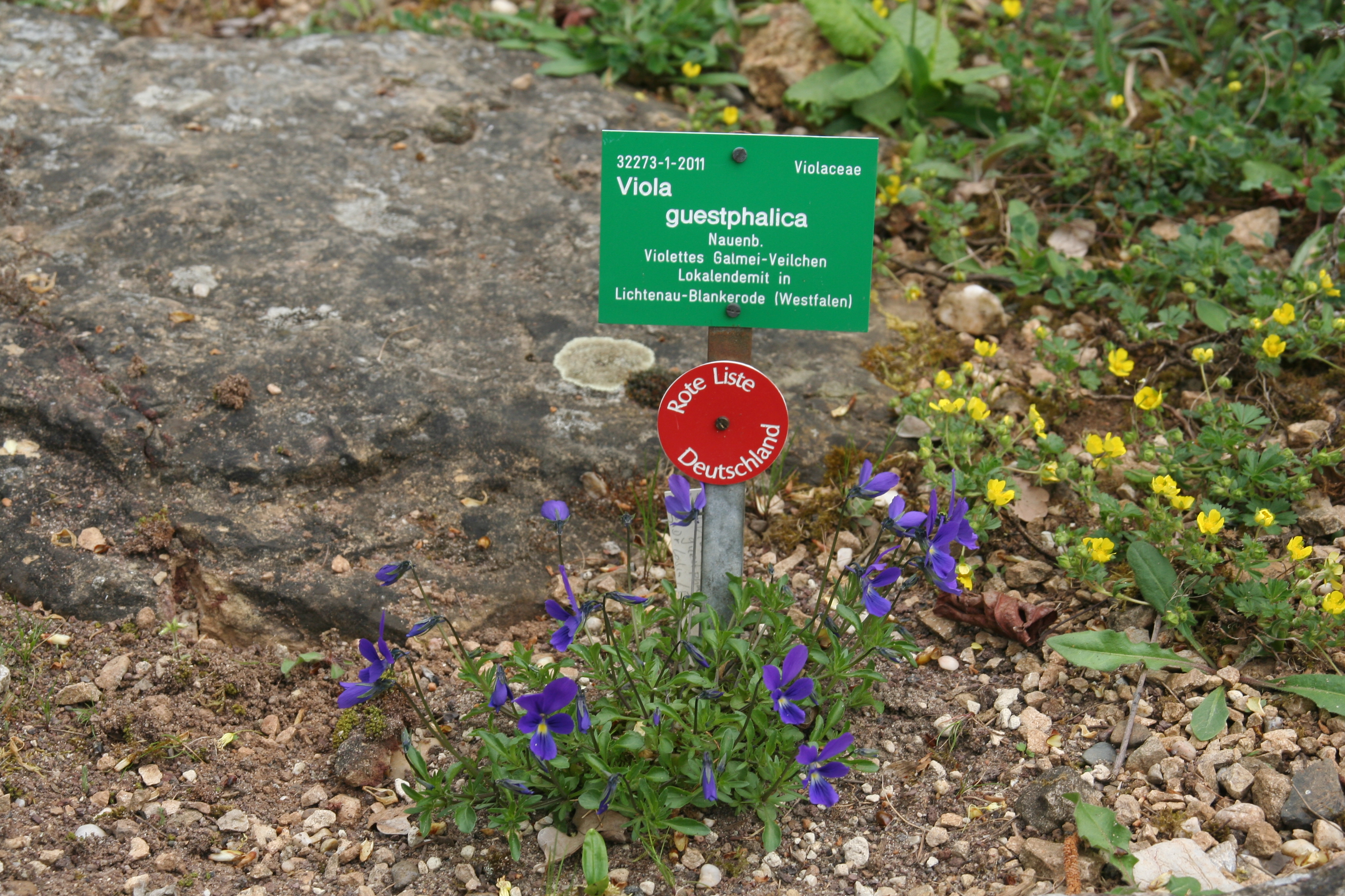 Viola_guestphalica_32273_W.Lobin.jpg