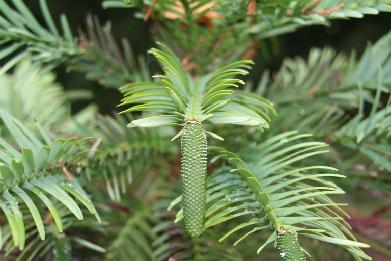 Wollemia_nobilis_25691_W.Lobin.jpg