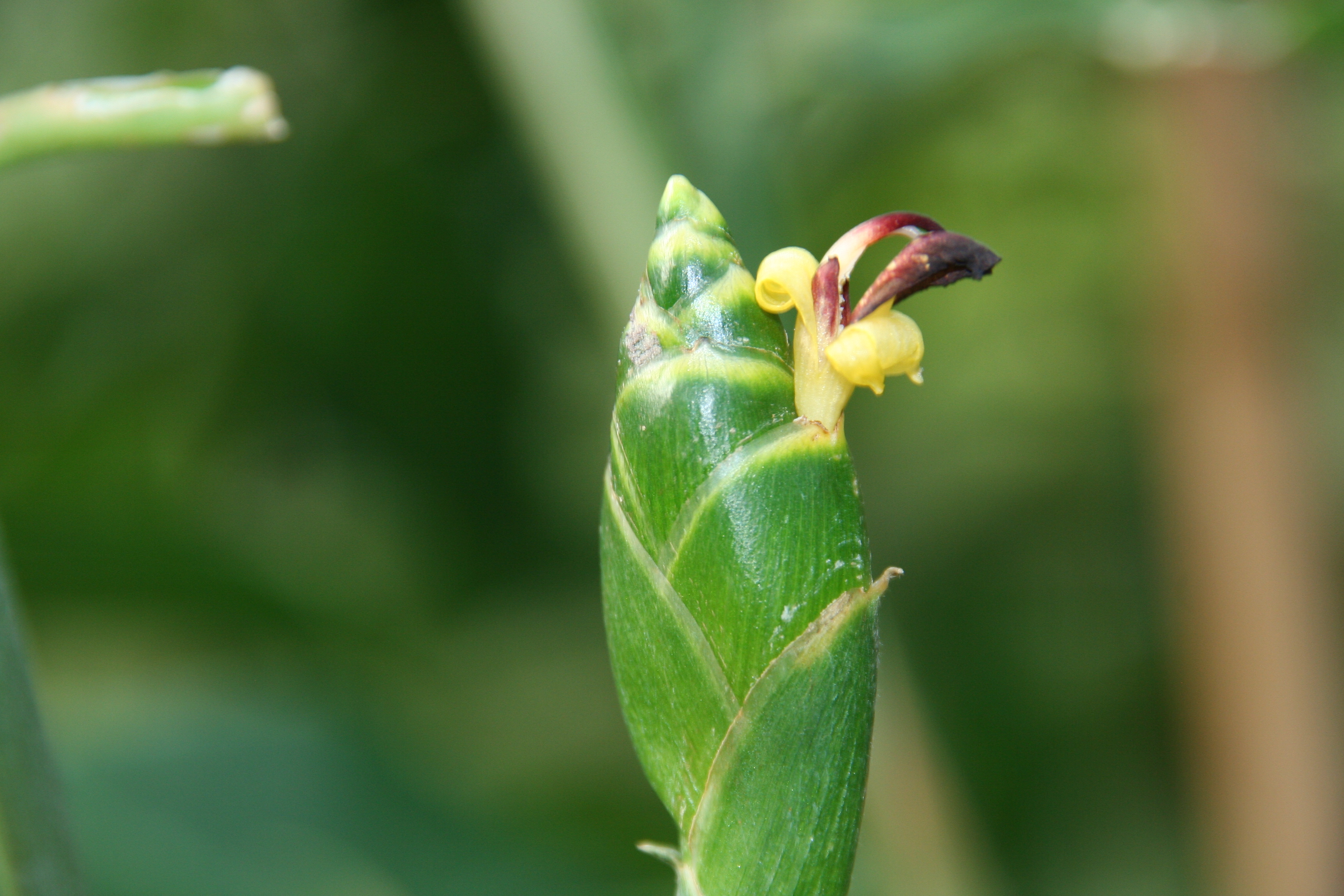 Zingiber_sp._5934_W.Lobin.jpg