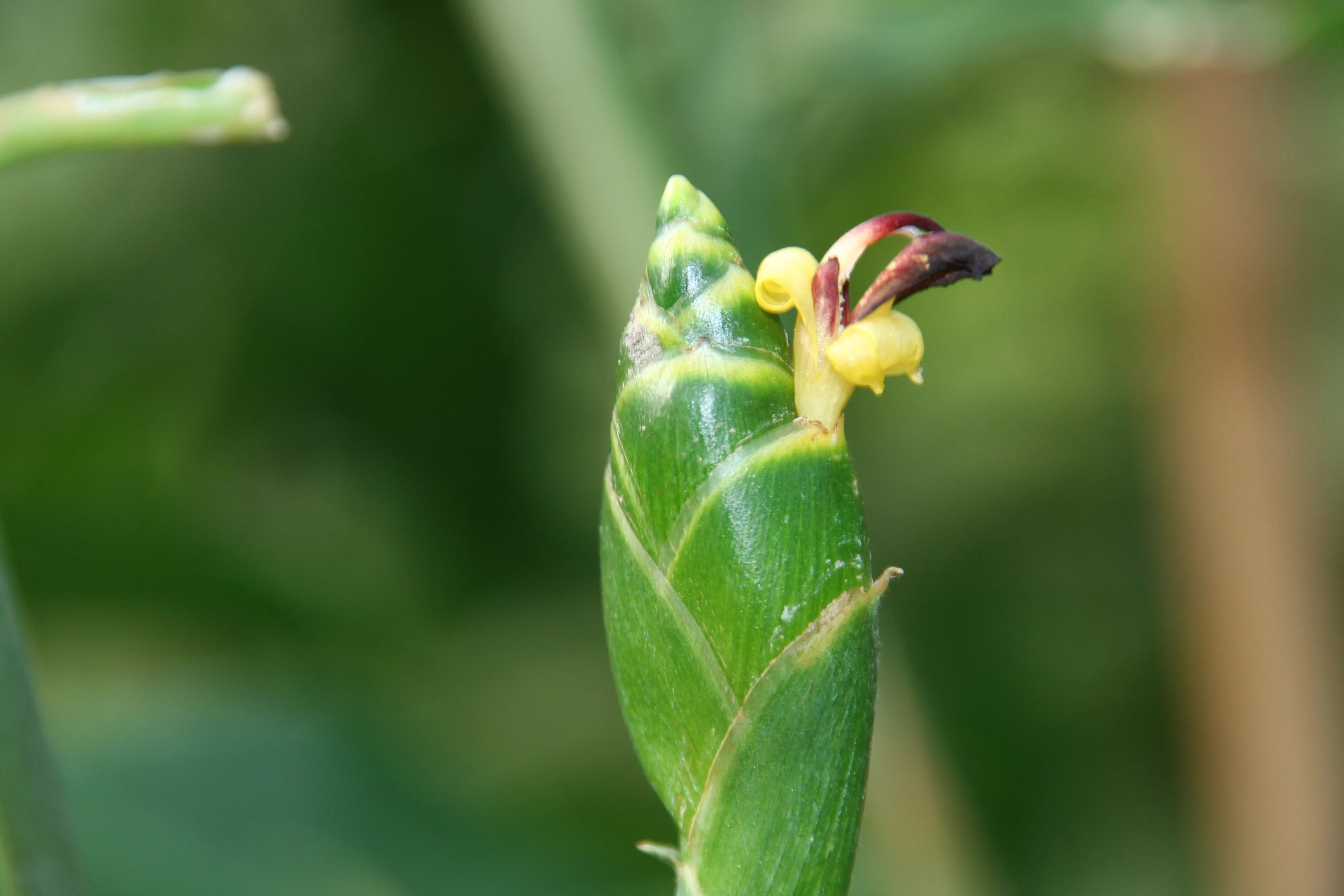 Zingiber_sp._5934_W.Lobin.jpg