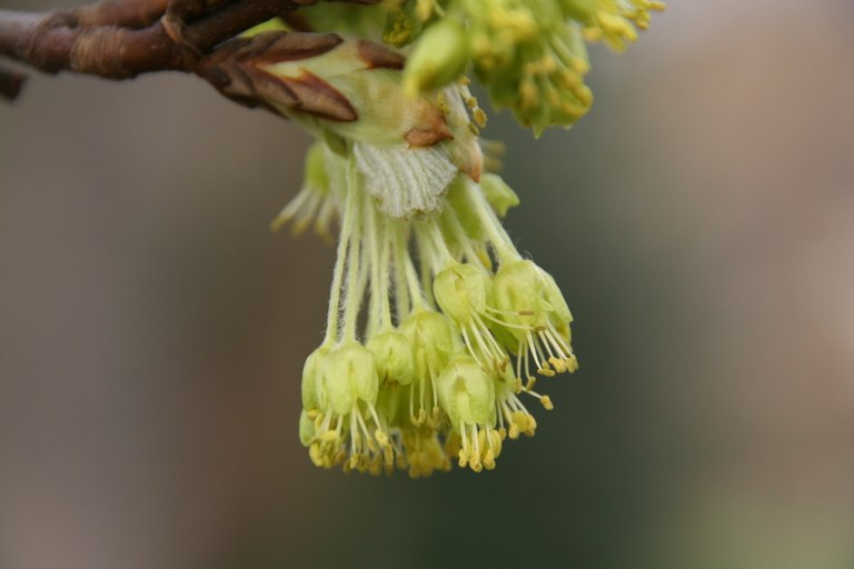 Blüten des Schneeballblättrigen Ahorns (Acer opalus ssp. obtusatum)