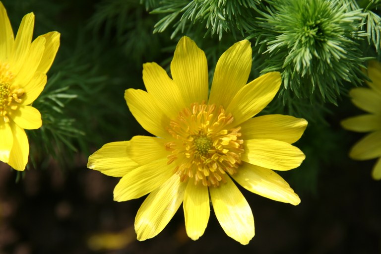 Adonis_vernalis_2691_W.Lobin.jpg
