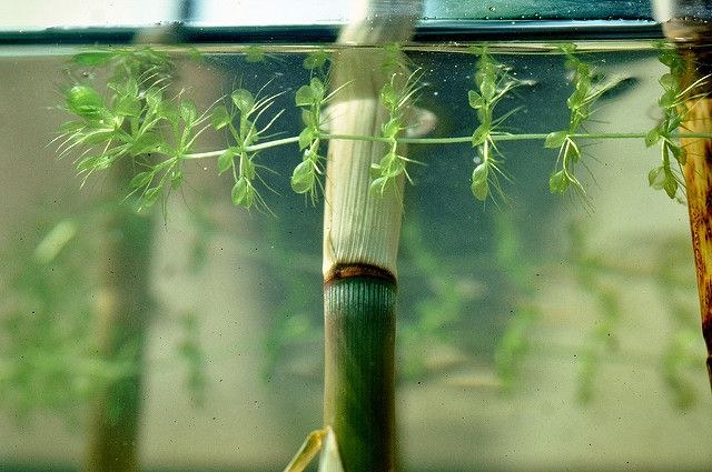 Aldrovanda_vesiculosa_W.Barthlott_Lotus-Salvinia.de.jpg
