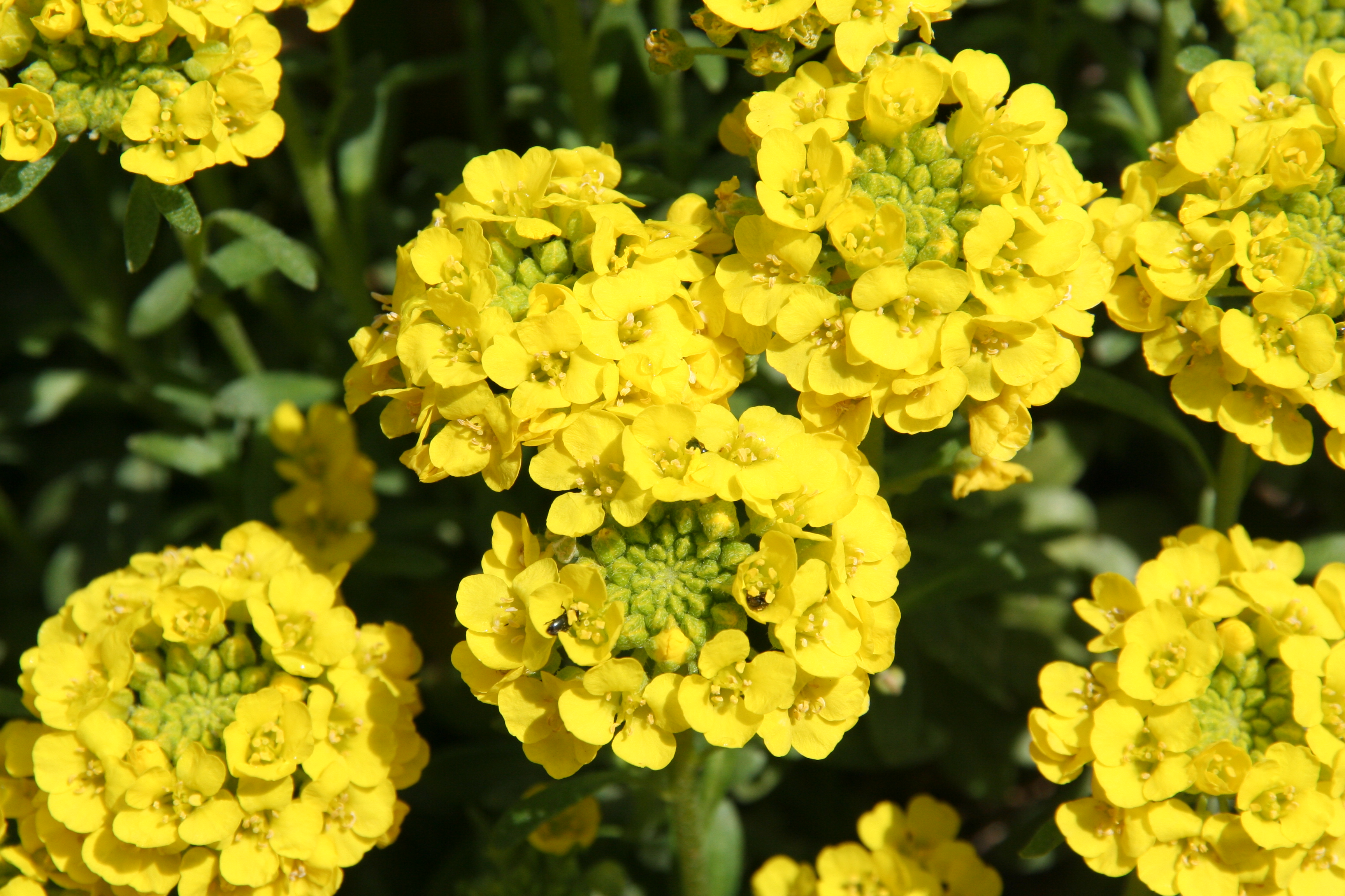 Alyssum_montanum_16644_W.Lobin.jpg