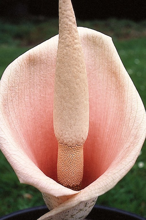 Amorphophallus_bulbifer_W.Barthlott.jpg