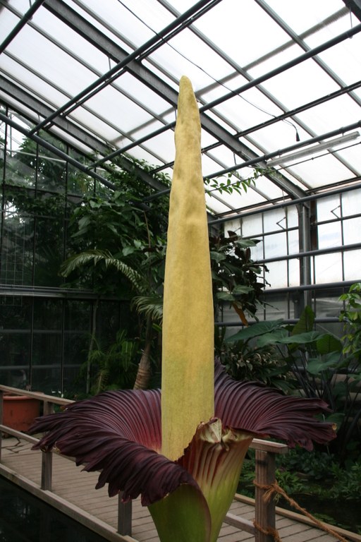 Amorphophallus_titanum_W.Lobin.jpg