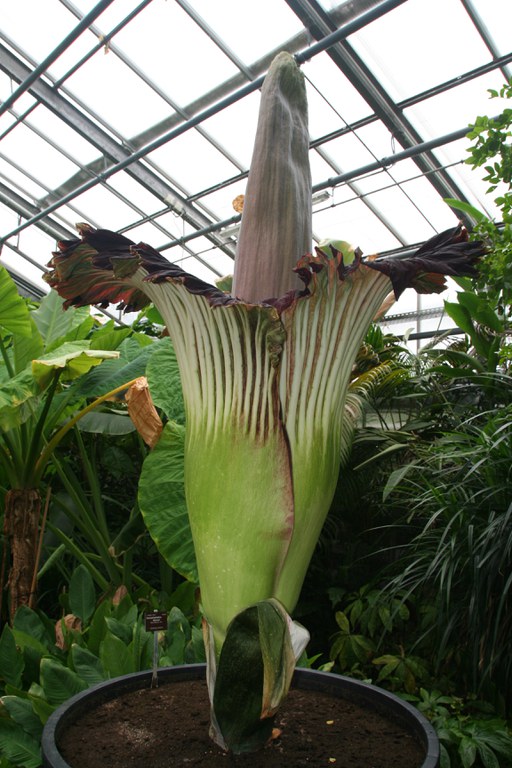 Amorphophallus_titanum_W.Lobin_Bild_2.jpg