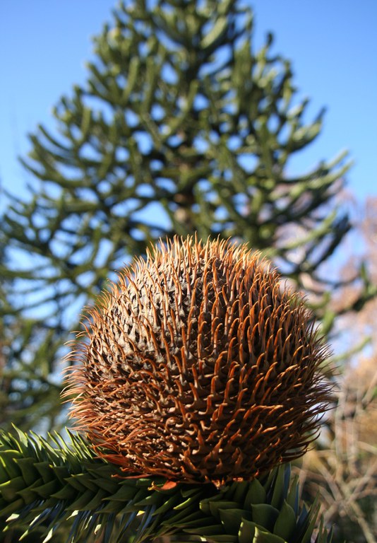 Araucaria_araucana_24456_W.Lobin.jpg