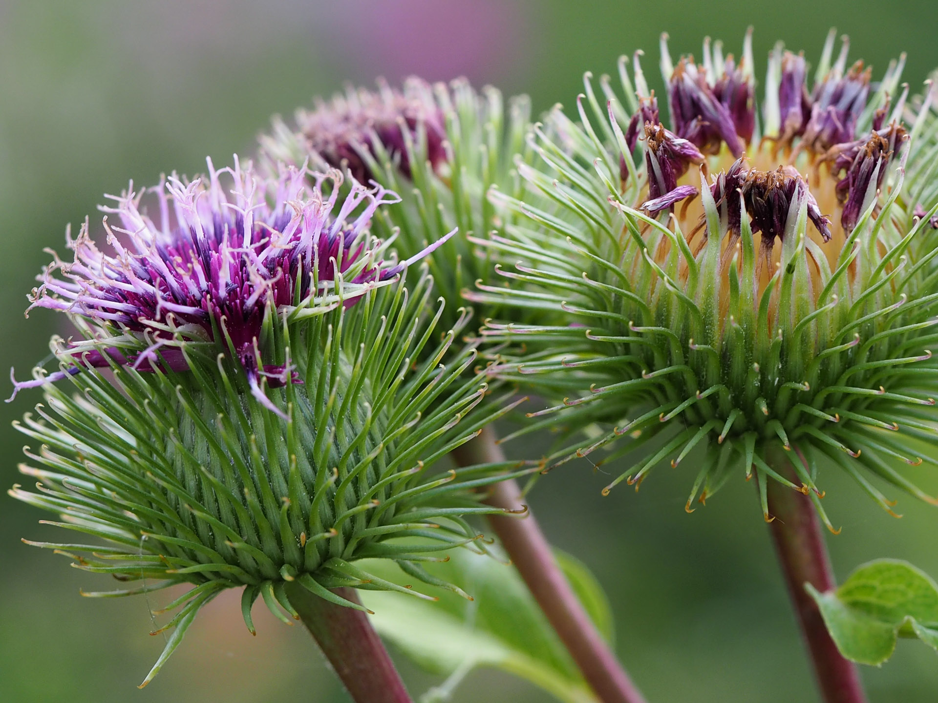 Arctium_lappa_CLöhne.jpg