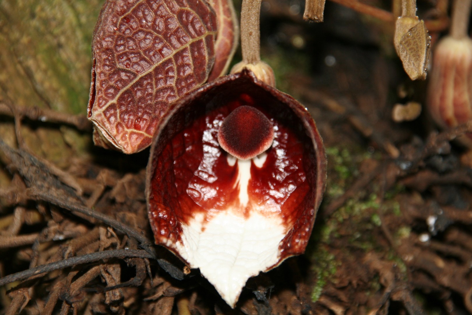 Im Regenwaldhaus: Aristolochia arborea