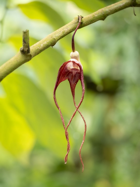 Rote Kesselfallenblüte mit drei langen roten Zipfeln an Ast runterhängend