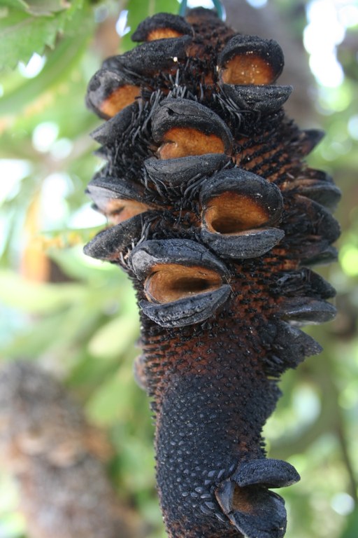 Abgebrannter Kolben von Banksia serrata