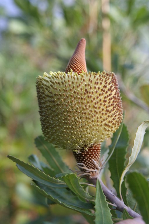 Banksia media