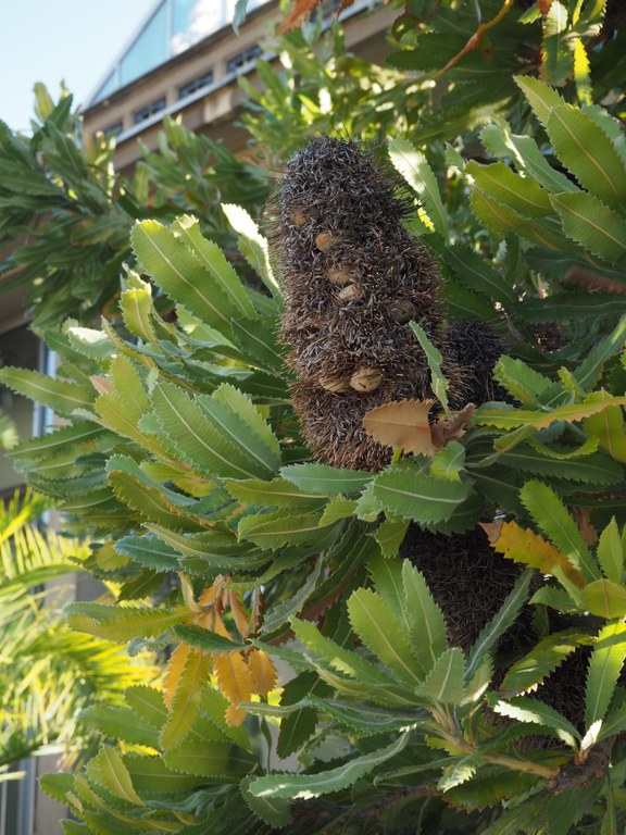 Fruchtstand von Banksia serrata