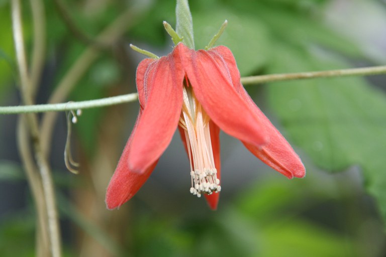 Caiophora_hibiscifolia_33613_W.Lobin.jpg