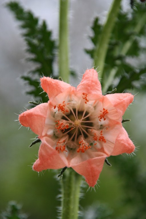 Blumennessel Caiophora chuquitensis