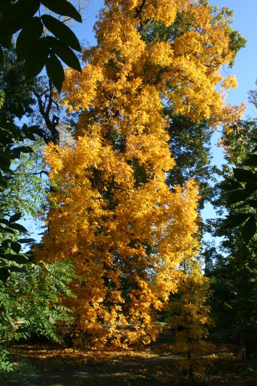 Spottnuss, Weiße Hickory (Carya tomentosa)