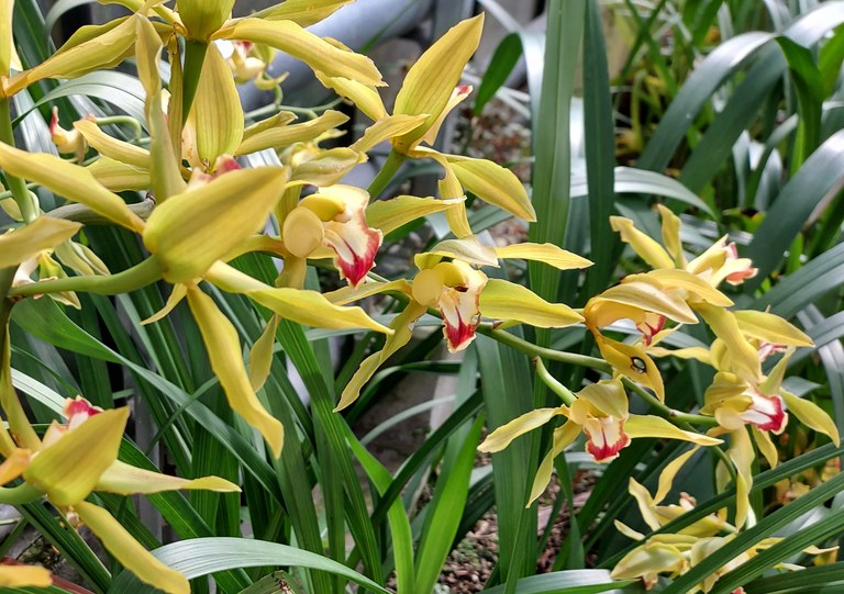 Cymbidium lowianum Cymbidium lowianum