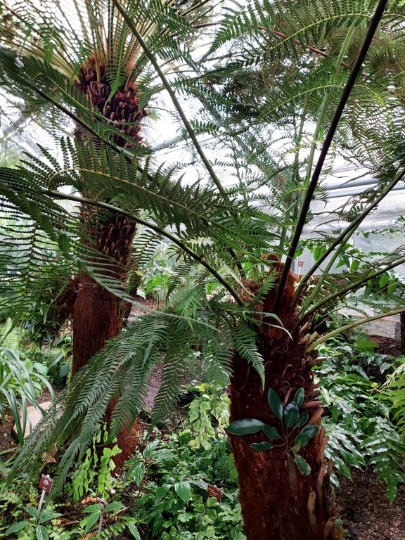 Dicksonia_antarctica_I.Fuchs.jpg 28. 4. 2021